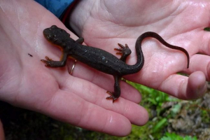 Як утримувати плазуни та земноводні? Як утримувати плазуни та земноводні?